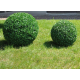 SFERA DI BOSCO SINT CSTER DIAM. 55 CM VERDE